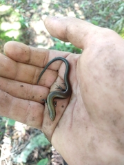 Scincella gemmingeri