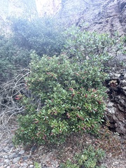 Comarostaphylis diversifolia planifolia