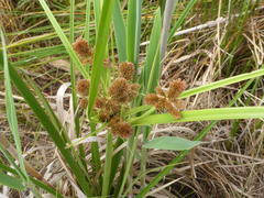 Cyperus thunbergii