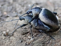 Otiorhynchus vehemens