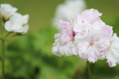 Geranium