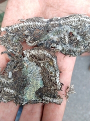 Ophryacus smaragdinus