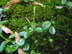 Peperomia retusa