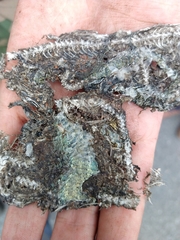 Ophryacus smaragdinus