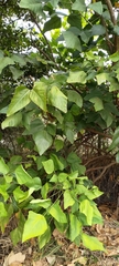 Erythrina variegata