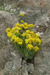Draba densifolia