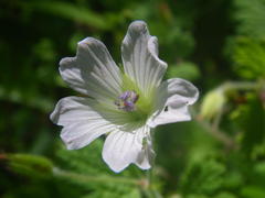 Geranium wakkerstroomianum