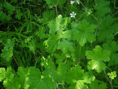 Geranium wakkerstroomianum