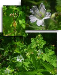 Geranium wakkerstroomianum