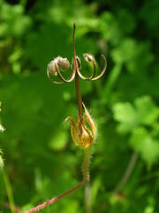 Geranium wakkerstroomianum