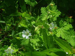 Geranium wakkerstroomianum