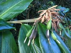 Alpinia arctiflora