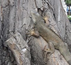 Iguana iguana