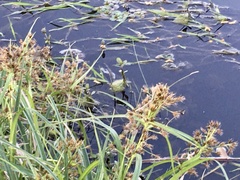 Rhynchospora corymbosa