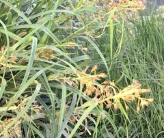 Rhynchospora corymbosa