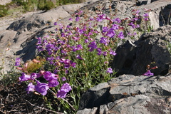 Penstemon azureus azureus