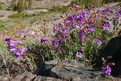 Penstemon azureus azureus