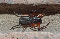 Platyoides walteri