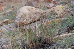 Eriogonum brevicaule laxifolium