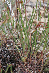 Eriogonum brevicaule laxifolium