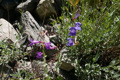 Penstemon azureus azureus