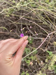 Commicarpus tuberosus