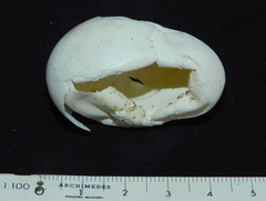 Podocnemididae