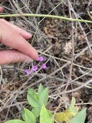 Commicarpus tuberosus