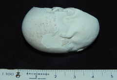 Podocnemididae