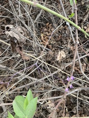 Commicarpus tuberosus