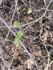 Commicarpus tuberosus