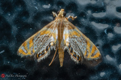 Nymphicula