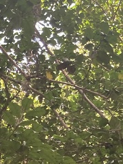 Sciurus niger shermani