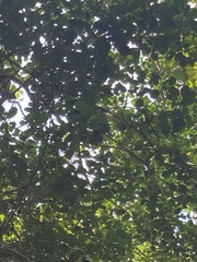 Sciurus niger shermani