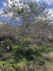Hippomane mancinella