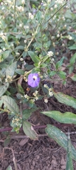 Browallia americana