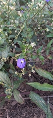 Browallia americana