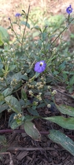 Browallia americana