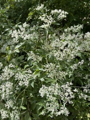 Eupatorium altissimum
