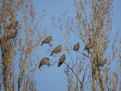 Patagioenas araucana
