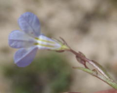 Lobelia flaccida flaccida