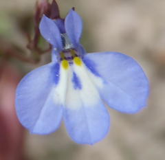 Lobelia flaccida flaccida