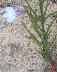 Lobelia flaccida flaccida