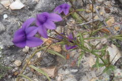 Monopsis simplex