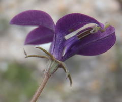 Monopsis simplex