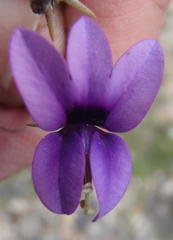 Monopsis simplex