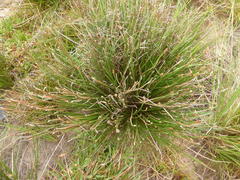 Eleocharis limosa