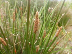 Eleocharis limosa