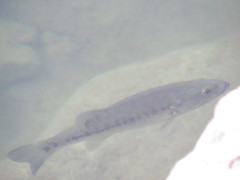 Micropterus treculii