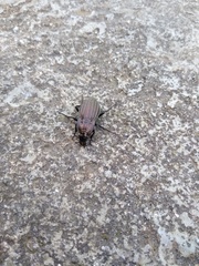 Carabus melancholicus